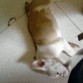 duque jugando